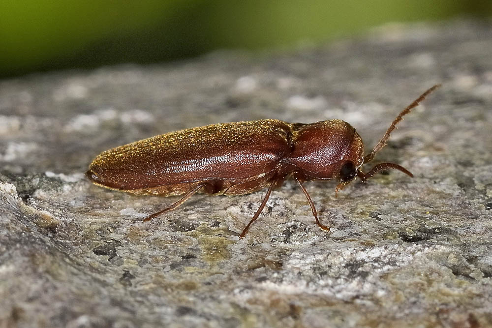 Eucnemidae: Rhacopus sahlbergi? S